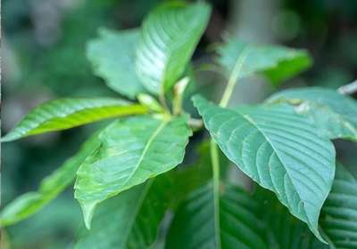 What Kratom Strain Should I Buy?