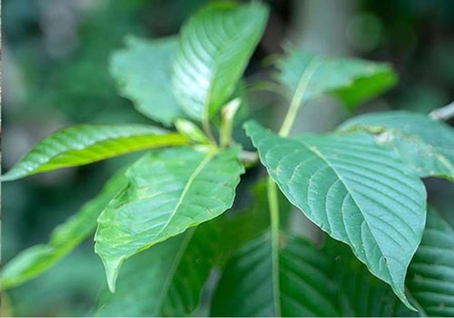 What Kratom Strain Should I Buy?