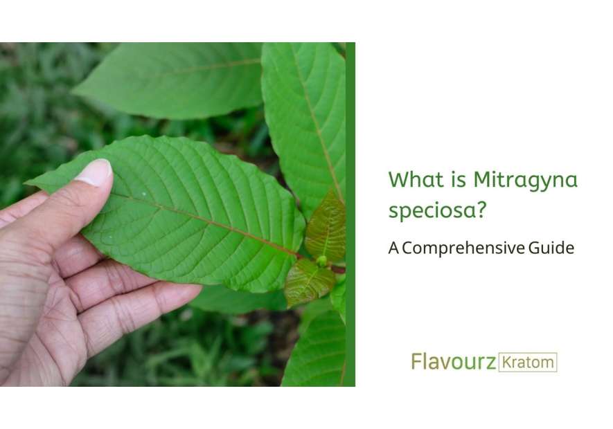 What is Mitragyna speciosa? A Comprehensive Guide