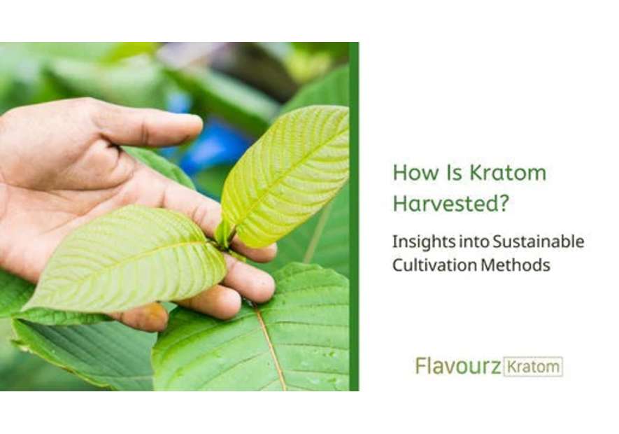 How to Grow a Kratom Plant: A Complete Guide