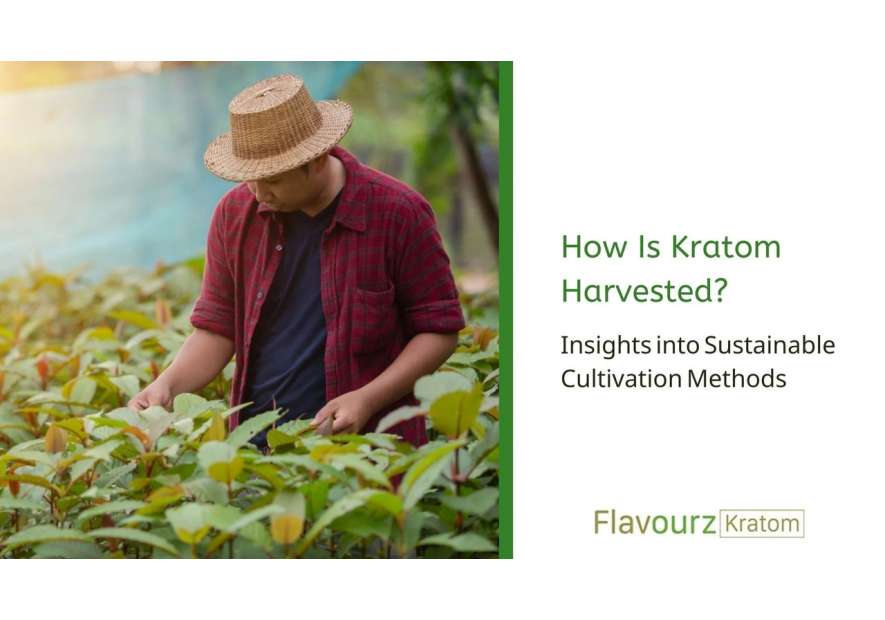 How Is Kratom Harvested? Insights into Sustainable Cultivation Methods