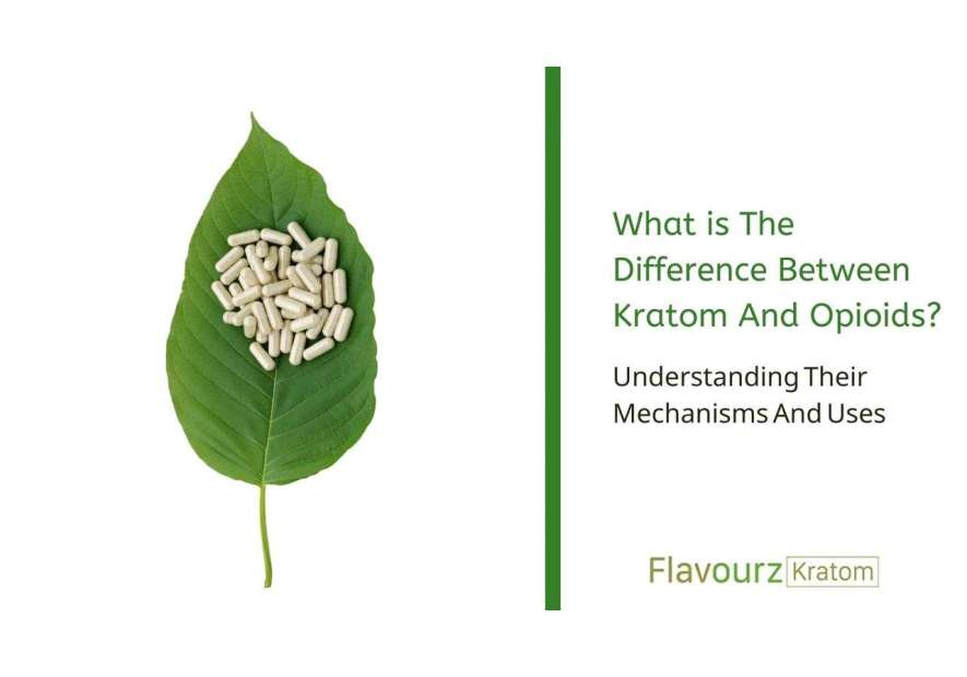 What is The Difference Between Kratom And Opioids? Understanding Their Mechanisms And Uses
