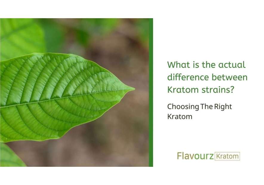 What is the actual difference between Kratom strains? - Choosing The Right Kratom
