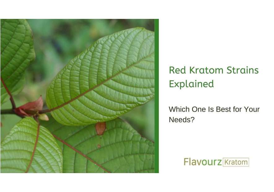 Red Kratom Strains Explained: Which One Is Best for Your Needs?