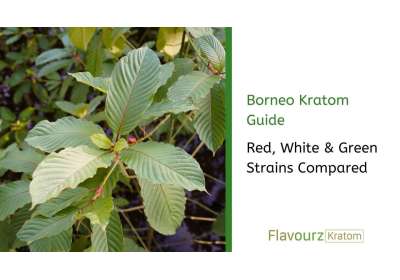 Borneo Kratom Guide: Red, White & Green Strains Compared