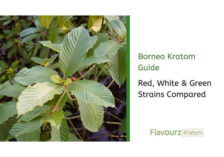 Borneo Kratom Guide: Red, White & Green Strains Compared