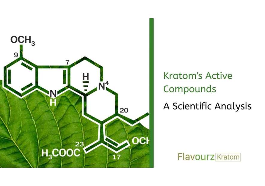Kratom's Active Compounds: A Scientific Analysis