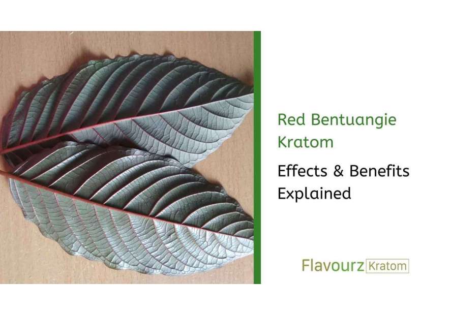 Red Bentuangie Kratom: Effects & Benefits Explained