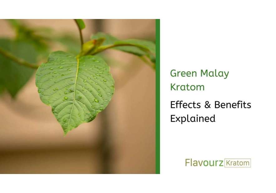 Green Malay Kratom Effects & Benefits Explained