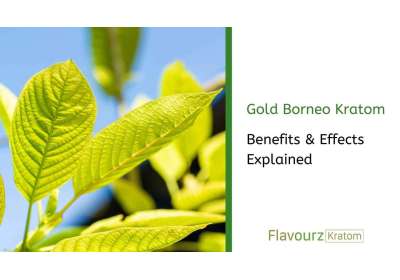 Gold Borneo Kratom Benefits & Effects Explained