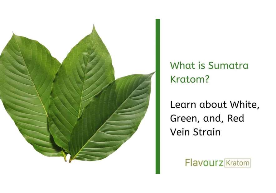 Sumatra Kratom - Learn about White, Green, and, Red Vein Strain