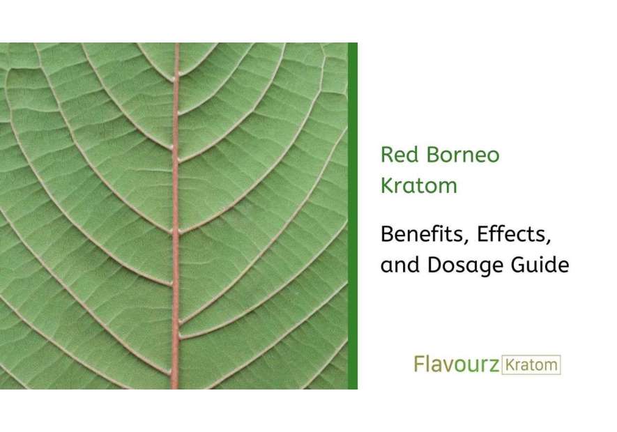 Red Borneo Kratom Effects, Benefits, and Dosage Guide