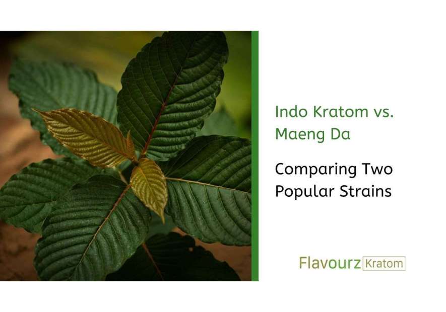 Indo Kratom vs. Maeng Da: Comparing Two Popular Strains