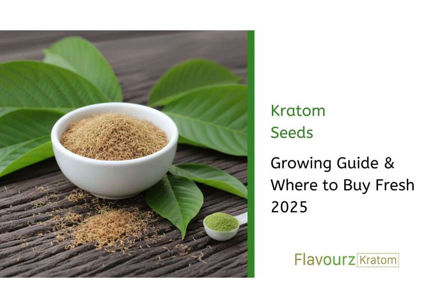 Kratom Seeds: Growing Guide & Where to Buy Fresh 2025 Kratom Seeds: Growing Guide & Where to Buy Fresh 2025