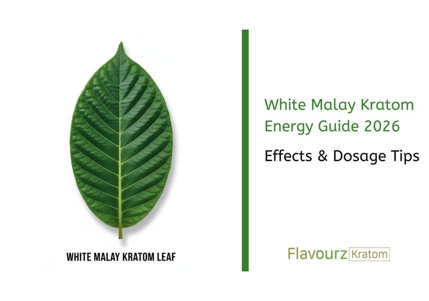 White Malay Kratom Energy Guide 2026: Effects & Dosage Tips