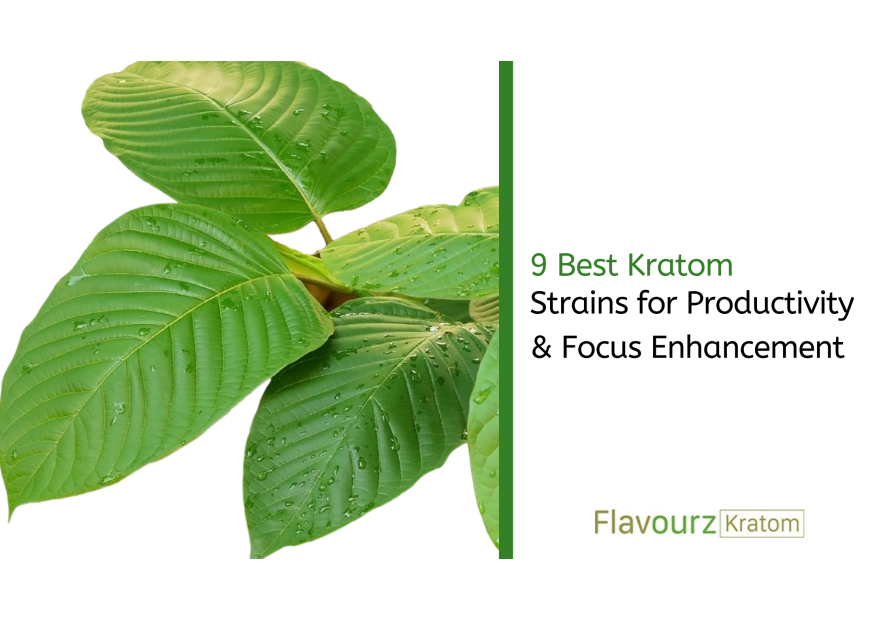 9 Best Kratom Strains for Productivity & Focus Enhancement