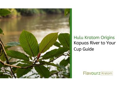 Hulu Kratom Origins: Kapuas River to Your Cup Guide