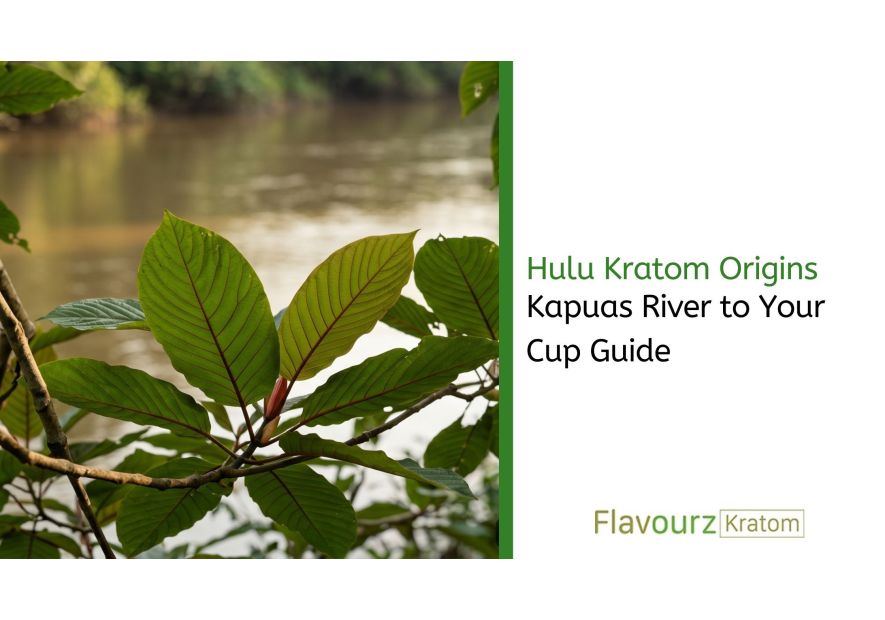 Hulu Kratom Origins: Kapuas River to Your Cup Guide