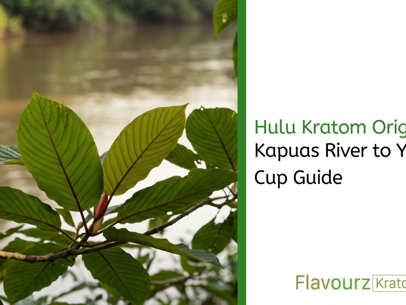 Hulu Kratom Origins: Kapuas River to Your Cup Guide